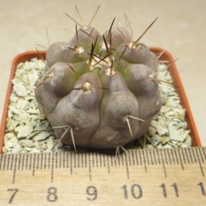 copiapoa cinerea albispina MR 1037 own root