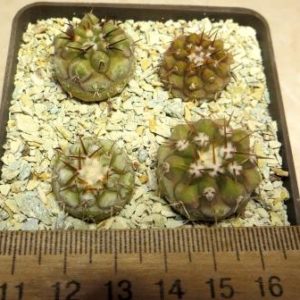 8377 MG copiapoa columna alba 4 plants own root