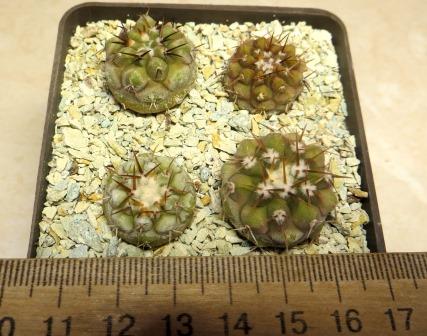 8377 MG copiapoa columna alba 4 plants own root