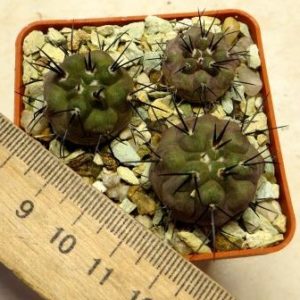 copiapoa dealbata own root   3 plants