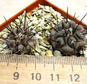copiapoa dealbata pinta lobos own root 2 plants