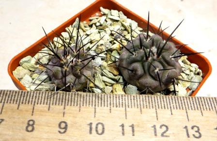 copiapoa dealbata pinta lobos own root 2 plants