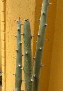 alluaudia dumosa