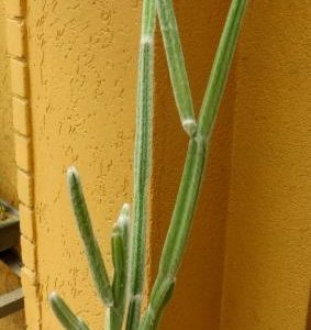 seyrigia humbertii