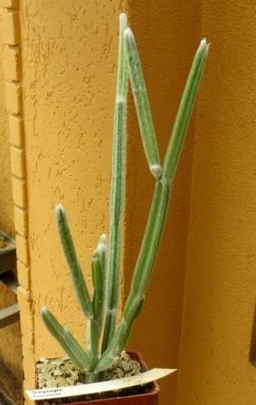 seyrigia humbertii