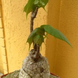 sterculia colorata