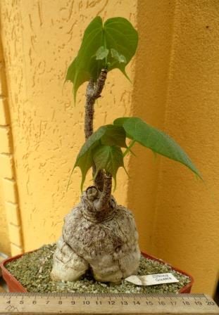 sterculia colorata