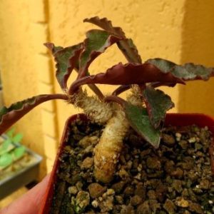 euphorbia francoisii crassicaulis