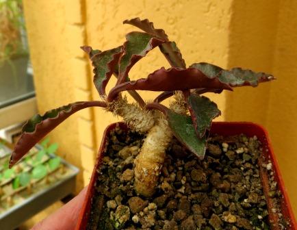 euphorbia francoisii crassicaulis