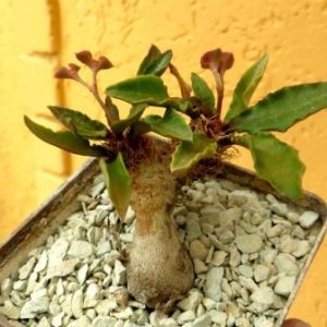 euphorbia francoisii ізумрудна