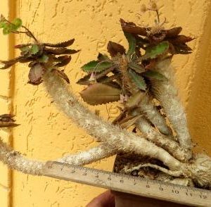 euphorbia francoisii crassicaulis classic