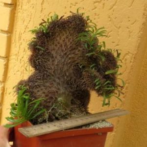 pachypodium lamerei cristata