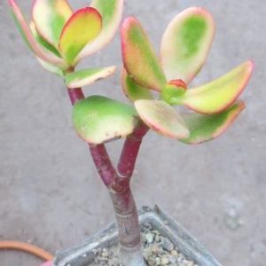 crassula variegated