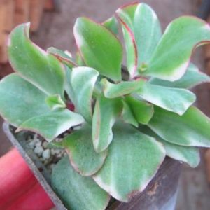 crassula variegata