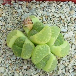 lithops julii fulleri green 4 голови