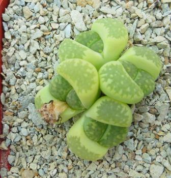 lithops julii fulleri green 4 голови