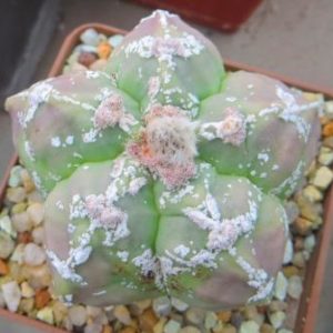astrophytum hakujo own root