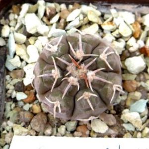 gymnocalycium prochazkianum CN 747