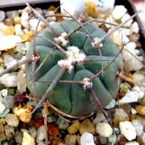 gymnocalycium armatum vs 300 own root