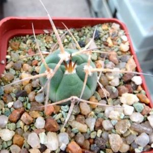 gymnocalycium armatum VS 503