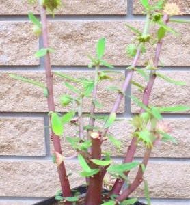 dorstenia hildebrandtii rubra