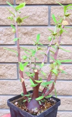 dorstenia hildebrandtii rubra