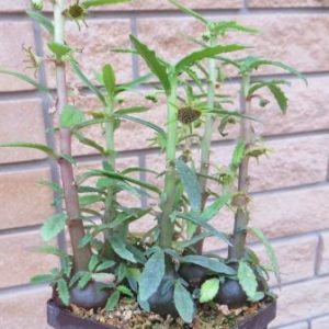 dorstenia hildebrandtii rubra