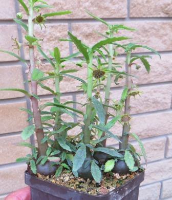 dorstenia hildebrandtii rubra
