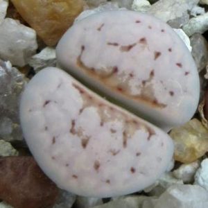 lithops julii c18