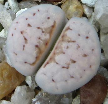 lithops julii c18