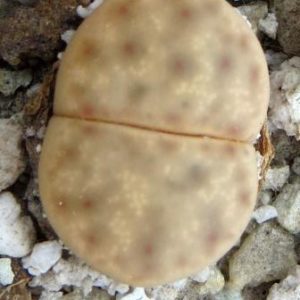 1556.5 lithops dinteri ssp frederici