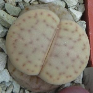 lithops vallis-mariae