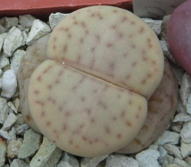 lithops vallis-mariae