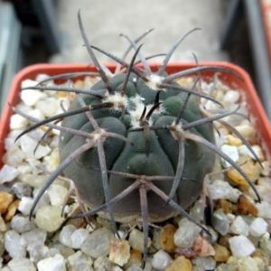 gymnocalycium spegazzinii v horizonthalonius