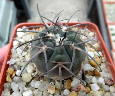 gymnocalycium spegazzinii v horizonthalonius