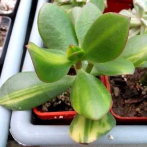 crassula solana