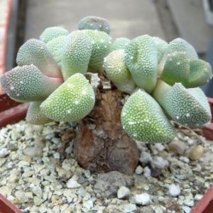 aloinopsis villetii