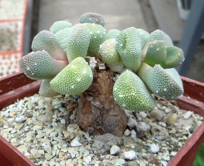 aloinopsis villetii
