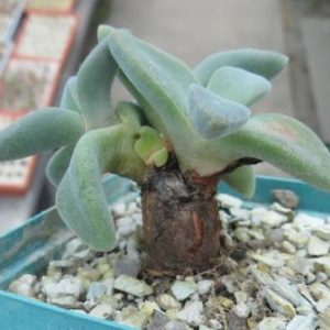 aloinopsis peersii