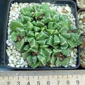 faucaria cradockensis