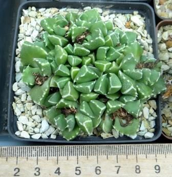 faucaria cradockensis