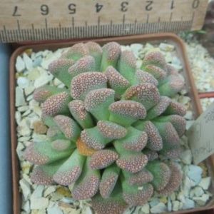 titanopsis calcarea