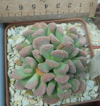 titanopsis calcarea