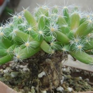 trichodiadema densum