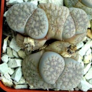 lithops verruculosa glabra c 177 квітка орандж трійня