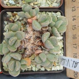 aloinopsis villetii великий каудекс
