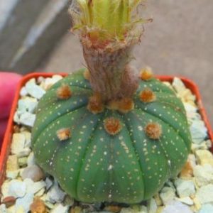 astrophytum super kabuto nuda gold