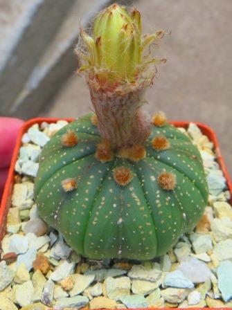 astrophytum super kabuto nuda gold