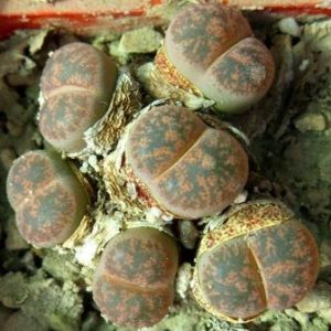 1649 lithops lesliei minor witblume C 6 A    6 голів
