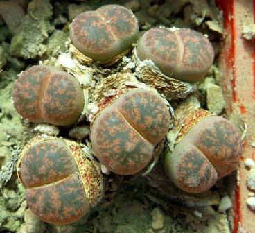 1649 lithops lesliei minor witblume C 6 A    6 голів